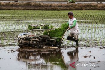 Target cetak sawah di Kalimantan Tengah