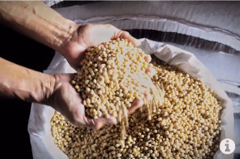 Anak penerima MBG dapat peroleh manfaat protein nabati dari kedelai