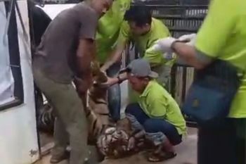 Harimau sumatra di Lembah Hijau mati akibat perdarahan otak