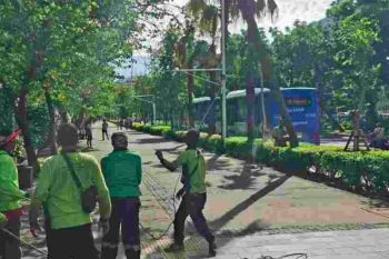 Pemprov DKI remajakan pohon cegah pohon tumbang saat cuaca buruk