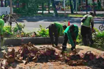 Distamhut lakukan penopingan pohon serentak di Jakarta