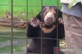 PPS Alobi bersama PT Timah rehabilitasi ratusan satwa langka