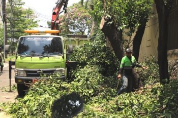 Pemkot Jaksel gencarkan pemangkasan pohon rawan tumbang