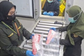 Karantina Malut periksa 25 ton tuna loin tujuan Surabaya