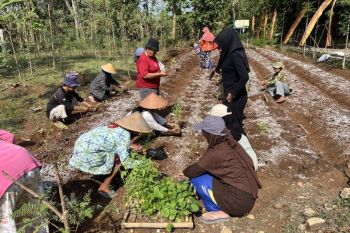 YSI HIMAMA FEB UMY tingkatkan kemandirian ekonomi Desa Kelor