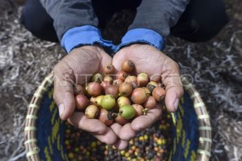 Petani kopi liberika di Jambi