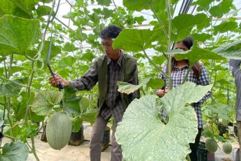 Petani melon di Desa Bedali raih omzet Rp40 juta atas bantuan Bentoel