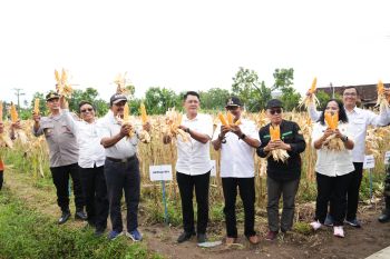 Wabup Sleman: Jagung miliki peran penting mencukupi kebutuhan pangan