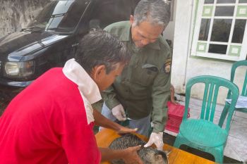 1.000 ekor hewan pembawa rabies di OKU sudah divaksin