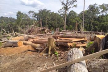 Forum KEE desak Kemenhut jadikan Koridor Gajah Seblat 80.987 hektare suaka margasatwa