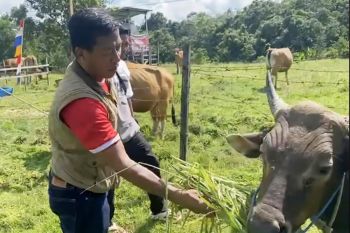 Ketua DPRD Murung Raya minta pemkab beri pendampingan peternakan