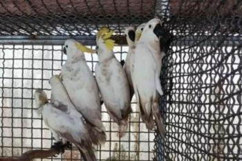BKSDA Maluku amankan satwa endemik berupa tujuh ekor kakaktua koki diselundupkan di kapal