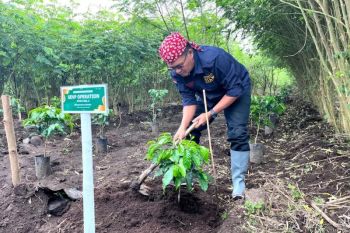 PTPN I Regional 5 dukung pengembangan kopi spesialti di Bondowoso