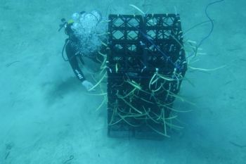 Sulsel siapkan 11 hektare laut jadi apartemen ikan di wilayah pesisir