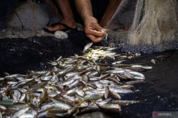 Tetap Menjaga Populasi Ikan Bilih dengan Alat Tangkap Tradisional