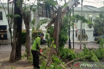 Jaktim gencarkan pemangkasan pohon antisipasi tumbang