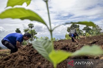 Penanaman bibit pohon kopi dan alpukat di Cisarua