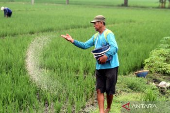 Lowered subsidized fertilizer prices boost farmers productivity: govt