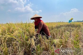 Komisi IV: Swasembada makin nyata berkat reformasi pangan Prabowo