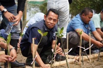 Bio Farma gelar TJSL dengan tanam 5.000 mangrove di Karawang