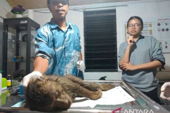 BKSDA Sumbar evakuasi beruk masuk masjid di Pasaman (Video)