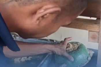 Lapas Amuntai bina WBP budidaya Lalat BSF penghasil pakan ikan-unggas