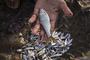 Menjaga Populasi Ikan Bilih