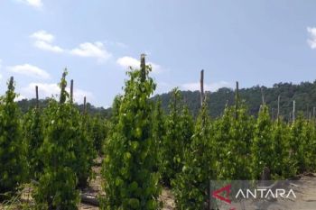 BRIN minta Kementan kembangkan varietas unggul tanaman lada Babel