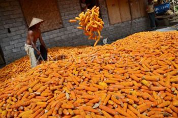 Rantai jagung yang masih terputus