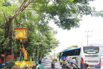 Pemkot Madiun pangkas dahan pohon rawan tumbang saat musim hujan