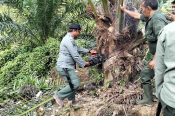 Tim gabungan tertibkan 18,5 hektare sawit ilegal di kawasan hutan Abdya