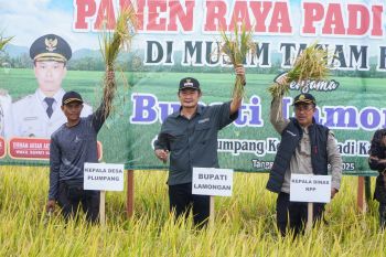 Pemkab Lamongan catat panen raya ketiga dengan harga gabah lampaui HPP