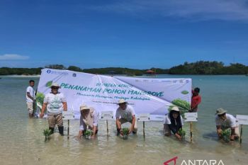 BI Jakarta tanam 12 ribu mangrove untuk tekan emisi karbon