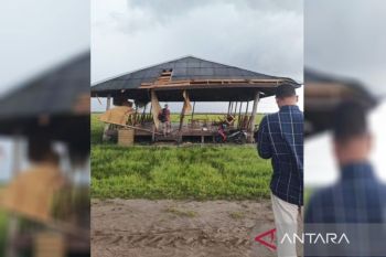 Angin puting beliung hantam peternakan sapi di Sukamara
