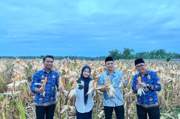 Wujudkan swasembada pangan, Pemkab Serang panen 18 ton jagung hibrida