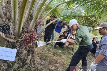 BPDPKS remajakan 14.919 ha sawit rakyat di Sumbar
