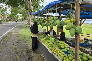 Mencicipi kemewahan Mangga Raja khas Bissappu Bantaeng