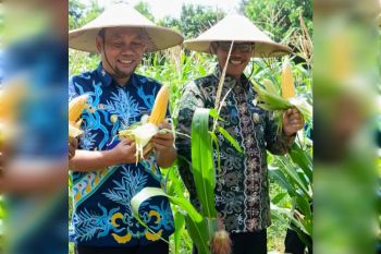 Wabup Lamandau apresiasi panen raya jagung di Mukti Manunggal