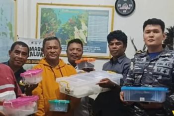 BKSDA Maluku amankan satu karton berisi 14 Ular Leopard Pastel tanpa dokumen resmi