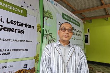 Dishut lakukan rehabilitasi mangrove seluas lima hektare di Lampung Timur