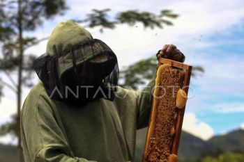 Foto: Budi daya lebah madu di Papua