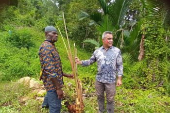 FAO dan Selandia Baru memperkuat rantai nilai sagu di Kabupaten Jayapura