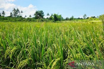 Feeding the frontier: Natuna's path to self-sufficient agriculture