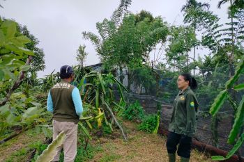 Bebek dan angsa milik warga Agam dimangsa harimau sumatera (Video)
