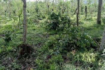 SP PTPN XII prihatin soal perusakan tanaman kopi di Bondowoso