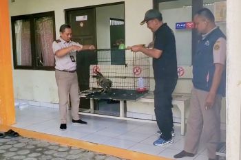 Balai Karantina Hewan Sampit gagalkan penyelundupan elang bido