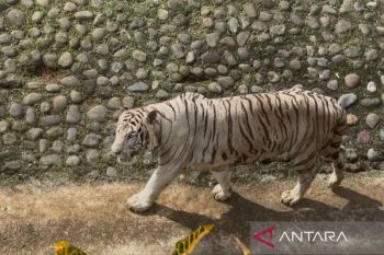 Pramono Anung tanggung pakan harimau miliknya di Taman Ragunan