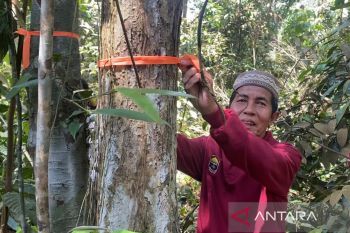Menjaga napas terakhir Imbo Tanah Baguo di Pelalawan