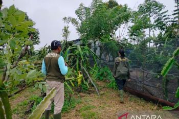 BKSDA Sumbar terima laporan konflik harimau di Agam secara bersamaan