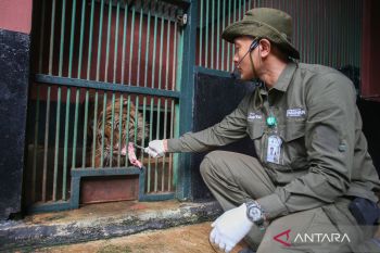 Informasi petugas Ragunan bawa pulang pakan Harimau tidak benar